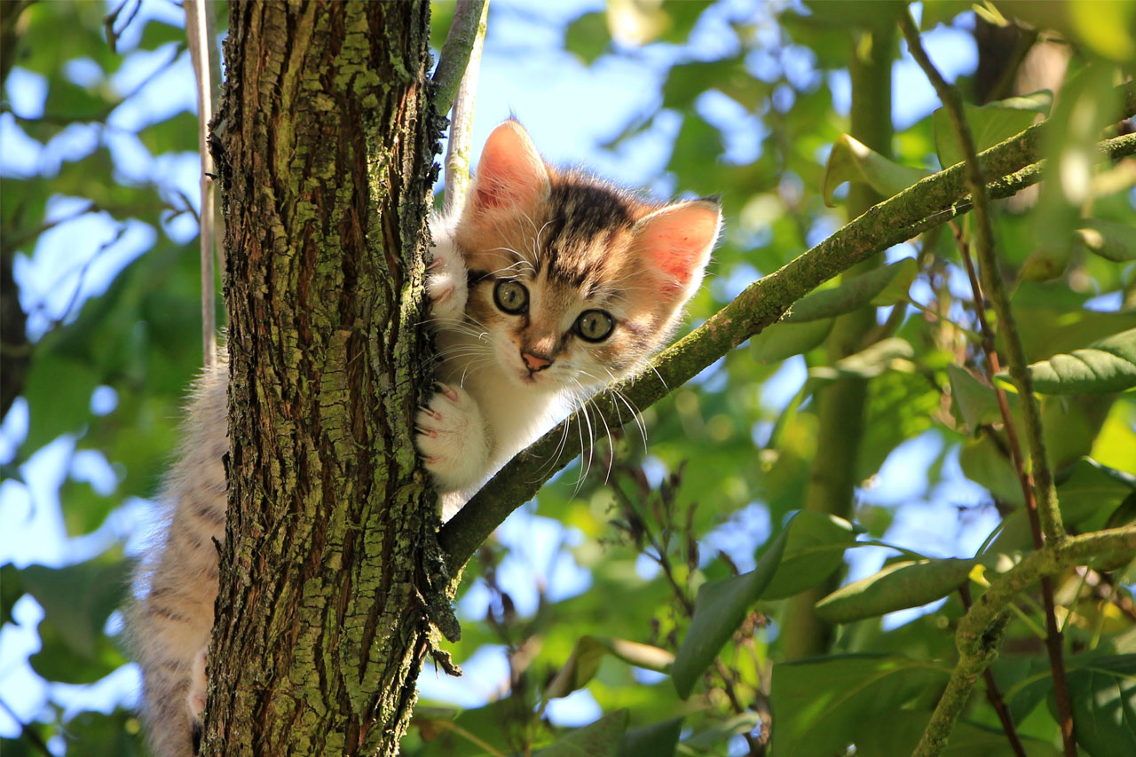 Photo of a kitten in a tree