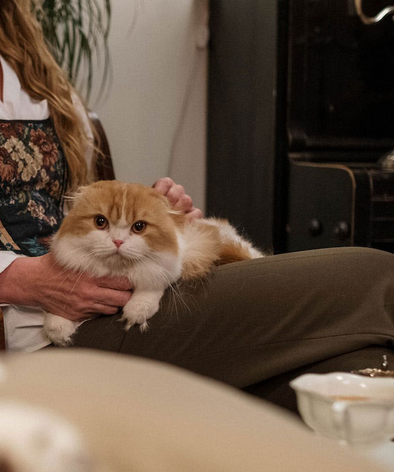 Photo of cat sitting in a woman’s lap